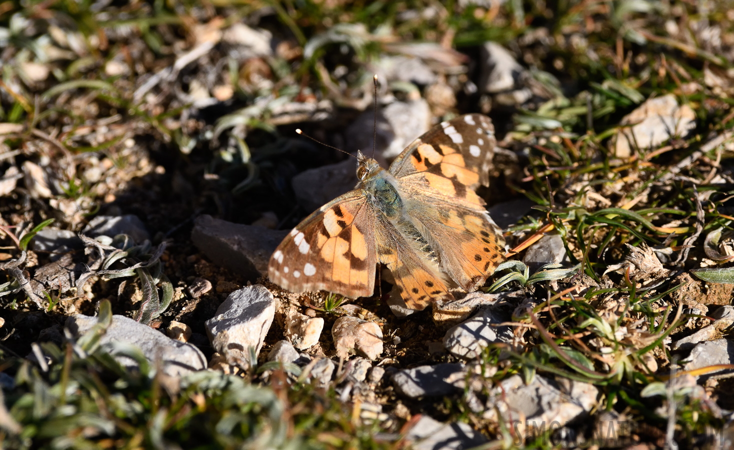 Vanessa cardui [400 mm, 1/1600 Sek. bei f / 8.0, ISO 1000]